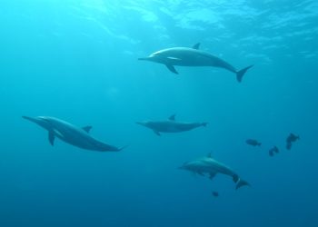 dauphins, faits pour les enfants