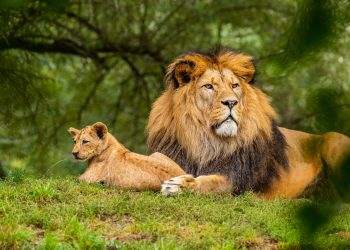 Article pour les enfants sur les lions
