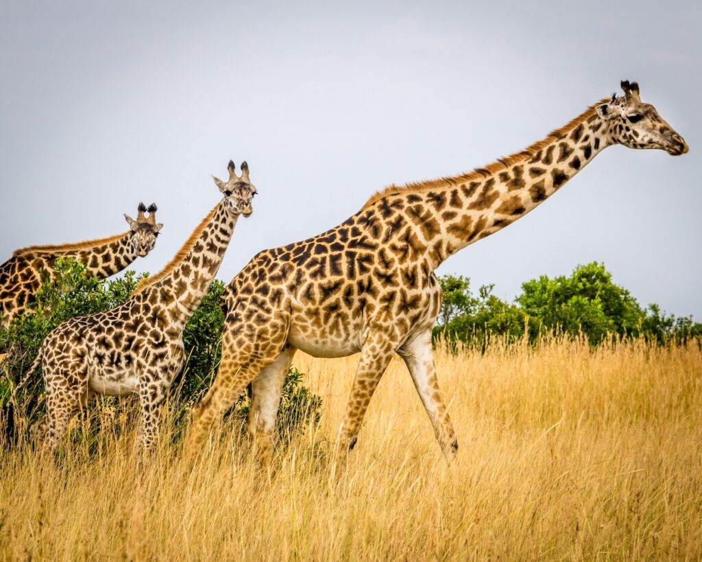 Découvrir les girafes - article pour enfants