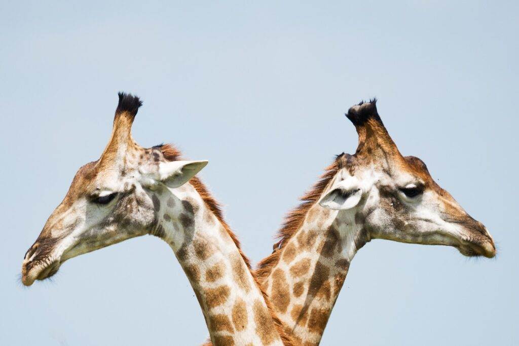 Combat de cou girafe
