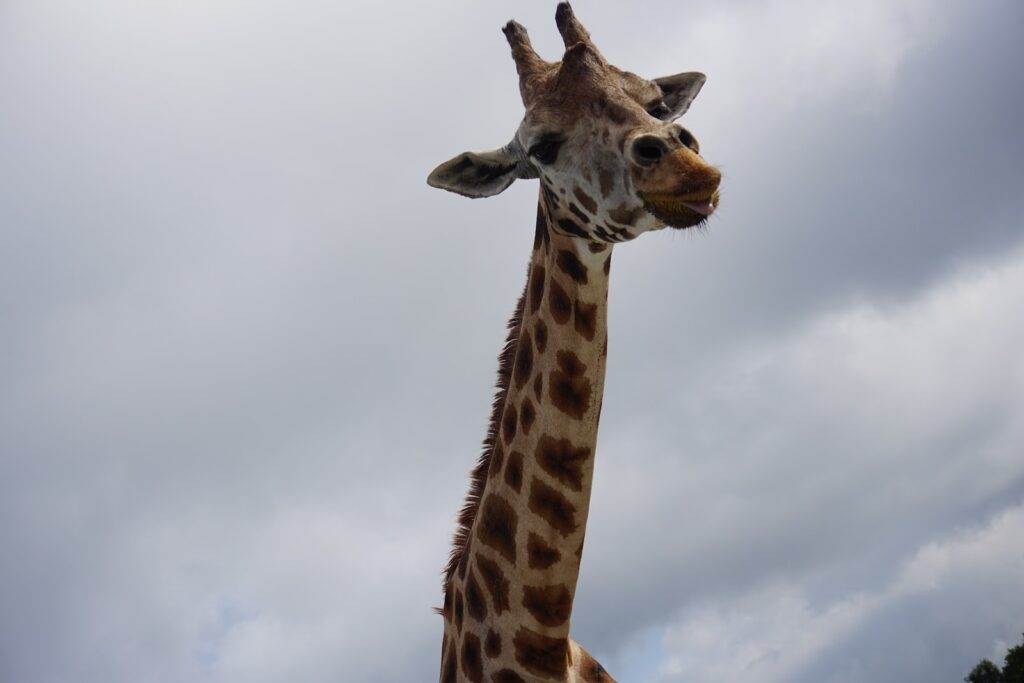 Combien mesure le cou d'une girafe
