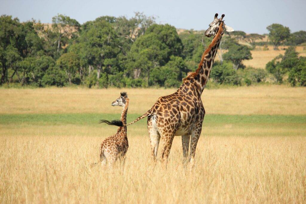 Tout savoir sur les girafes