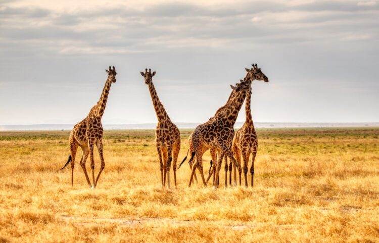 Découvrir les girafes - articles pour enfants