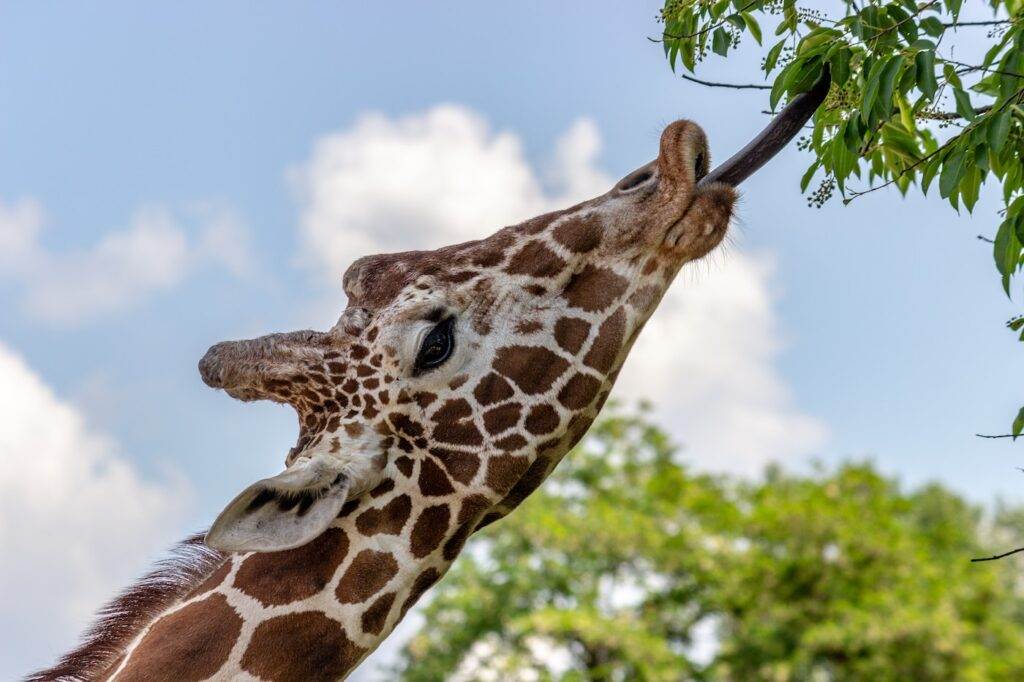 Langue girafe