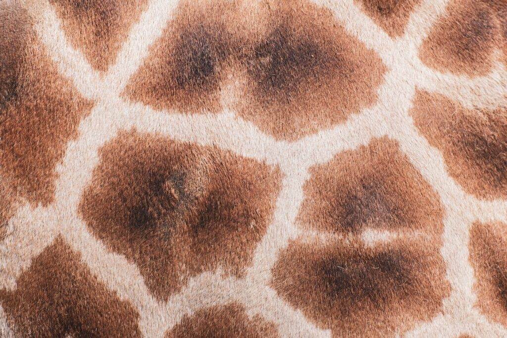 le camouflage d'une girafe