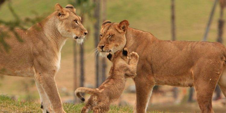 Quiz sur les lions