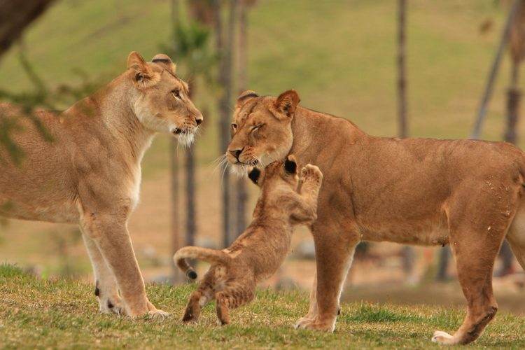 Quiz sur les lions
