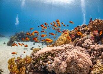 quiz pédagogique pour les enfants sur les oceans